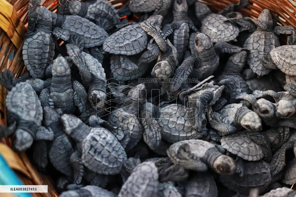 Baby Olive Ridley Sea Turtles Release - Mexico