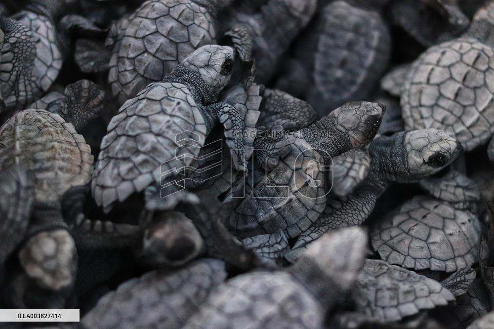 Baby Olive Ridley Sea Turtles Release - Mexico