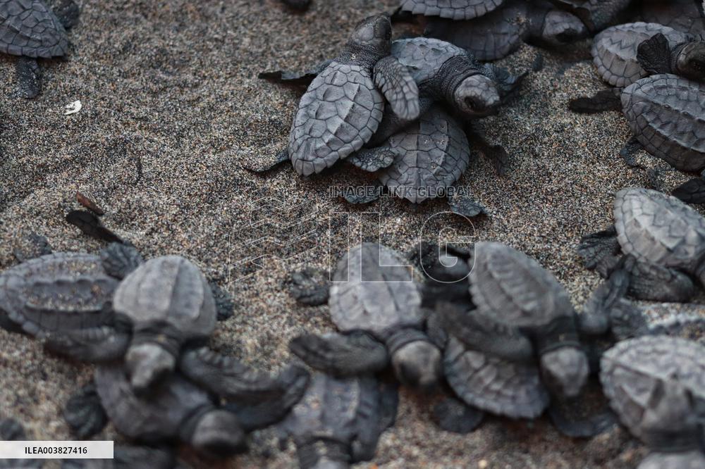 Baby Olive Ridley Sea Turtles Release - Mexico