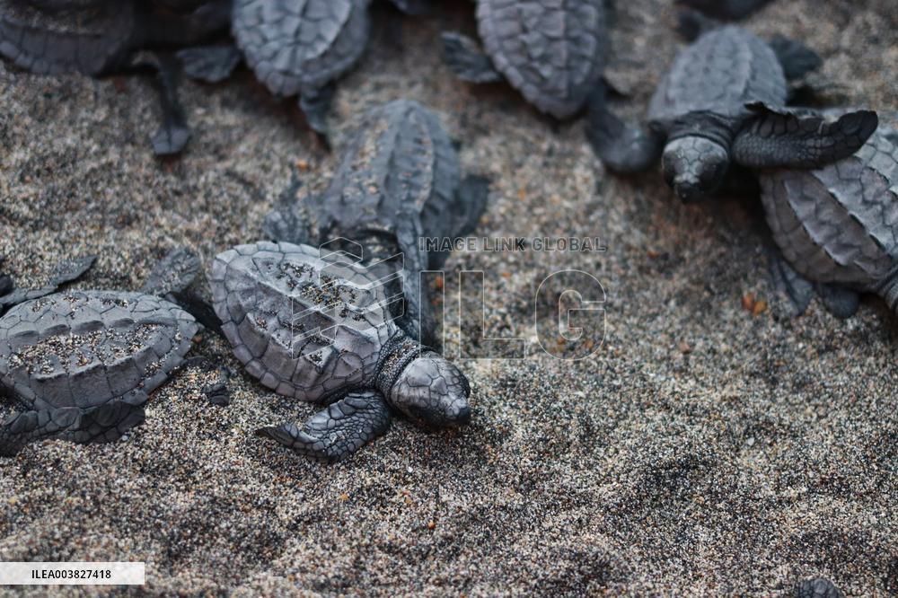 Baby Olive Ridley Sea Turtles Release - Mexico