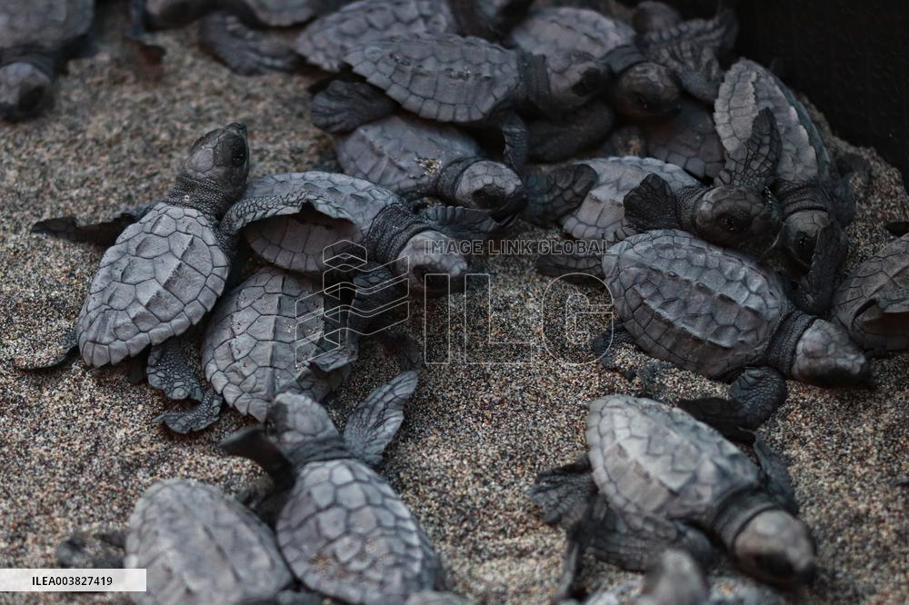 Baby Olive Ridley Sea Turtles Release - Mexico