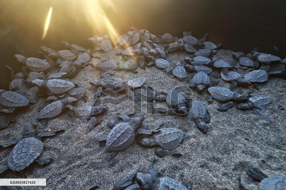 Baby Olive Ridley Sea Turtles Release - Mexico