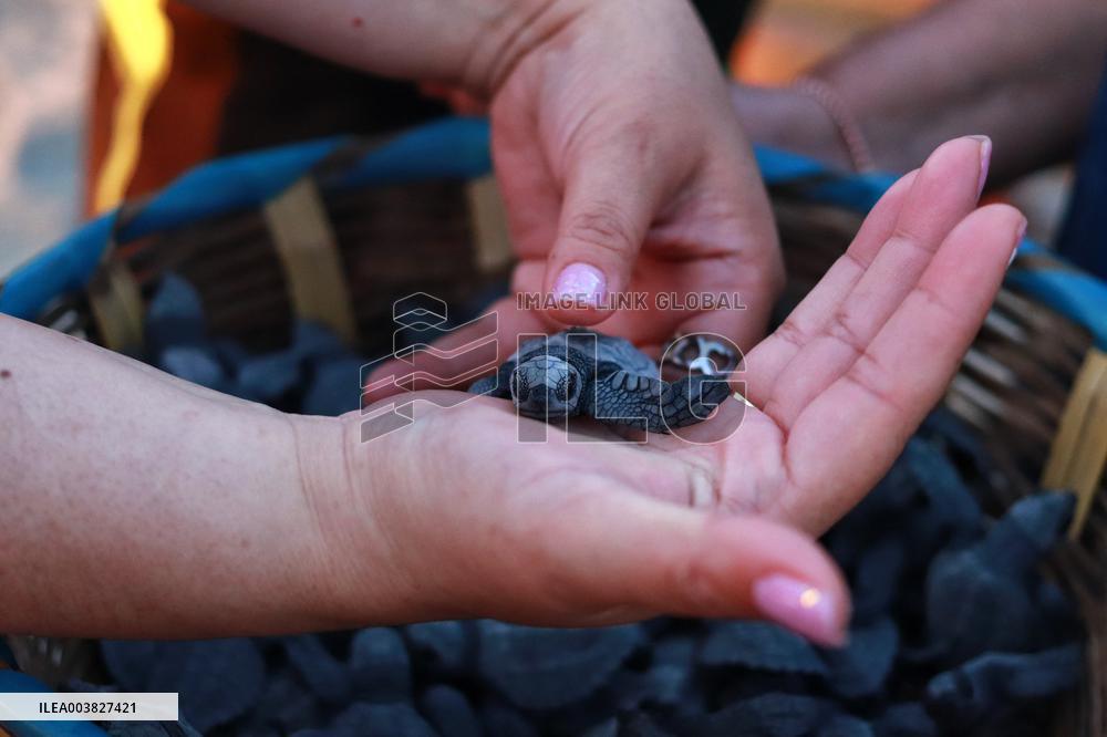 Baby Olive Ridley Sea Turtles Release - Mexico