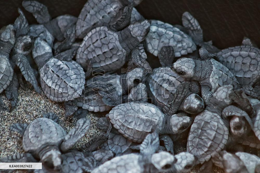 Baby Olive Ridley Sea Turtles Release - Mexico