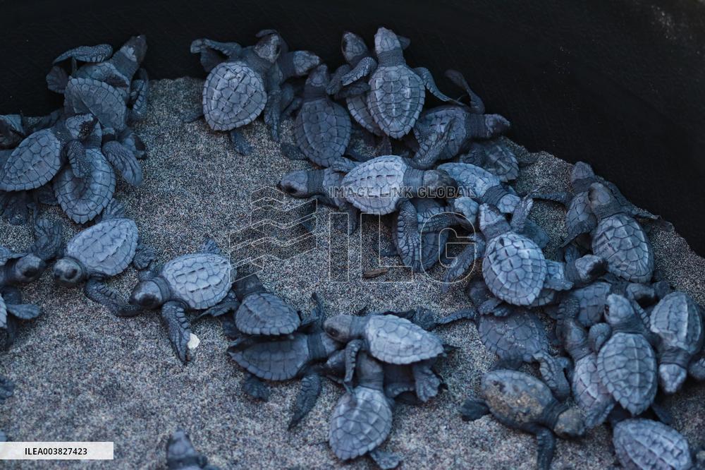 Baby Olive Ridley Sea Turtles Release - Mexico