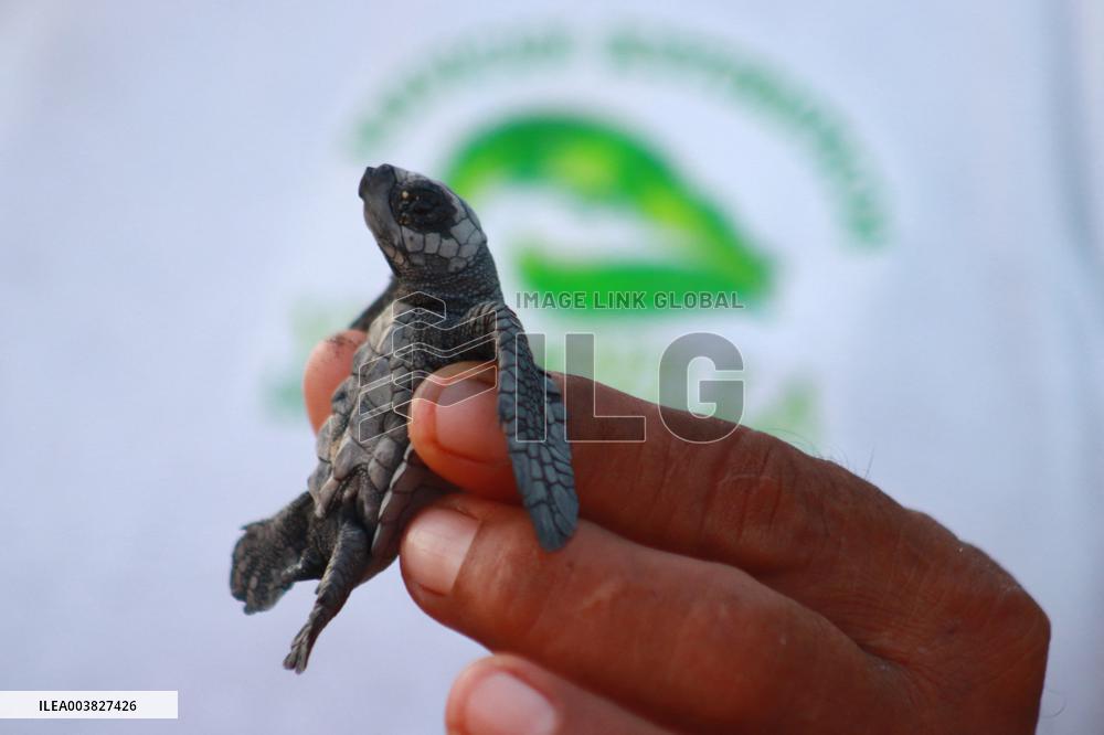 Baby Olive Ridley Sea Turtles Release - Mexico