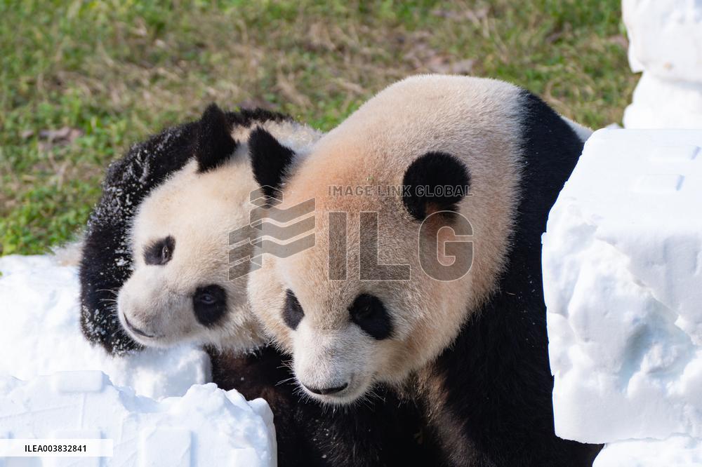 Ching Zoo Giant Pandas