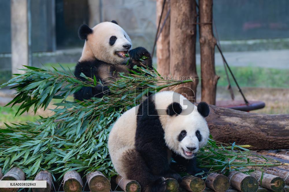 Ching Zoo Giant Pandas