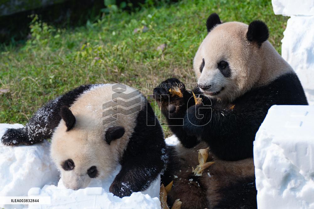 Ching Zoo Giant Pandas