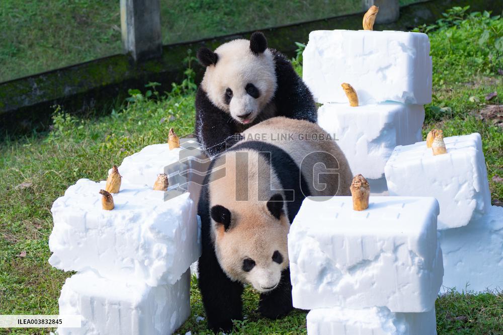 Ching Zoo Giant Pandas