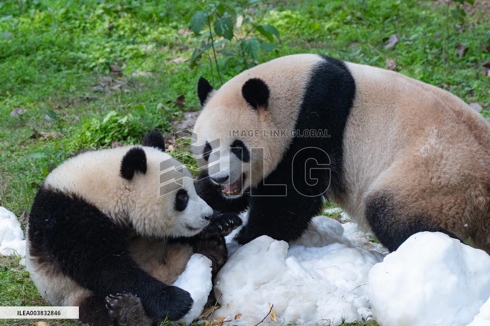 Ching Zoo Giant Pandas