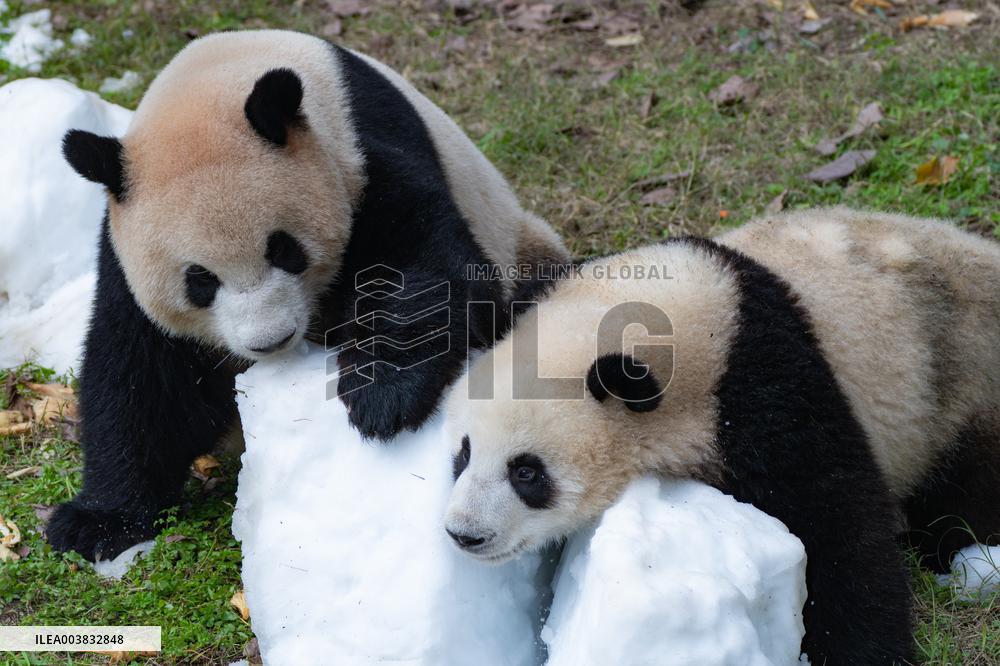 Ching Zoo Giant Pandas
