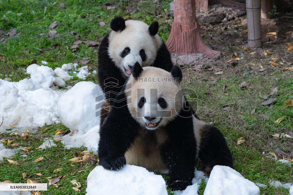 Ching Zoo Giant Pandas