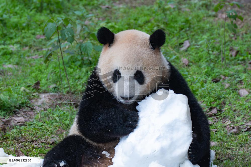 Ching Zoo Giant Pandas