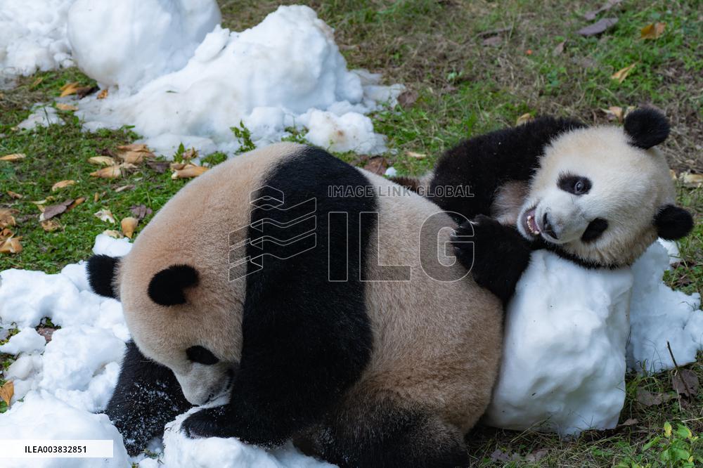 Ching Zoo Giant Pandas