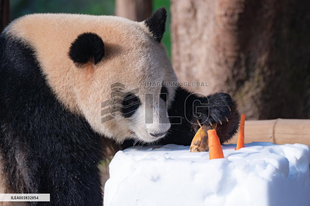 Ching Zoo Giant Pandas