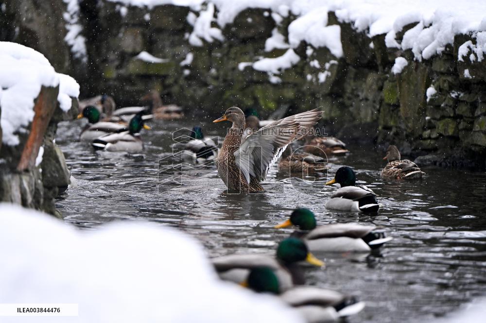 Stryiskyi Park in Lviv in winter
