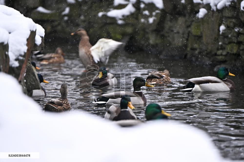 Stryiskyi Park in Lviv in winter