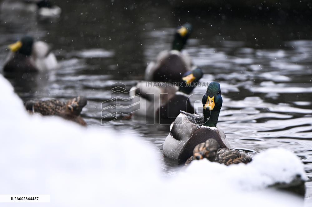 Stryiskyi Park in Lviv in winter