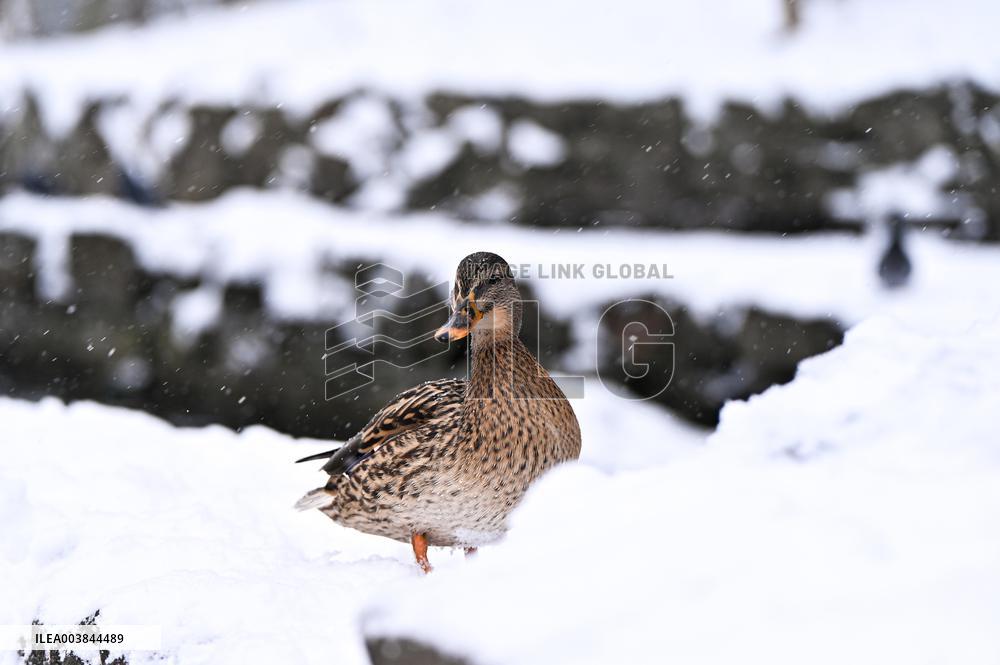 Stryiskyi Park in Lviv in winter