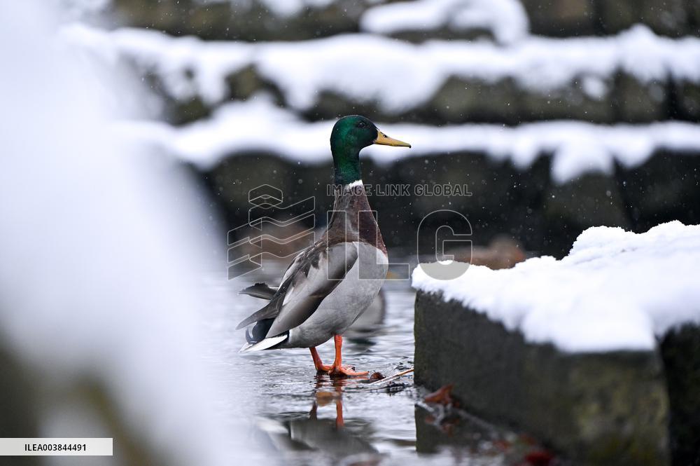 Stryiskyi Park in Lviv in winter