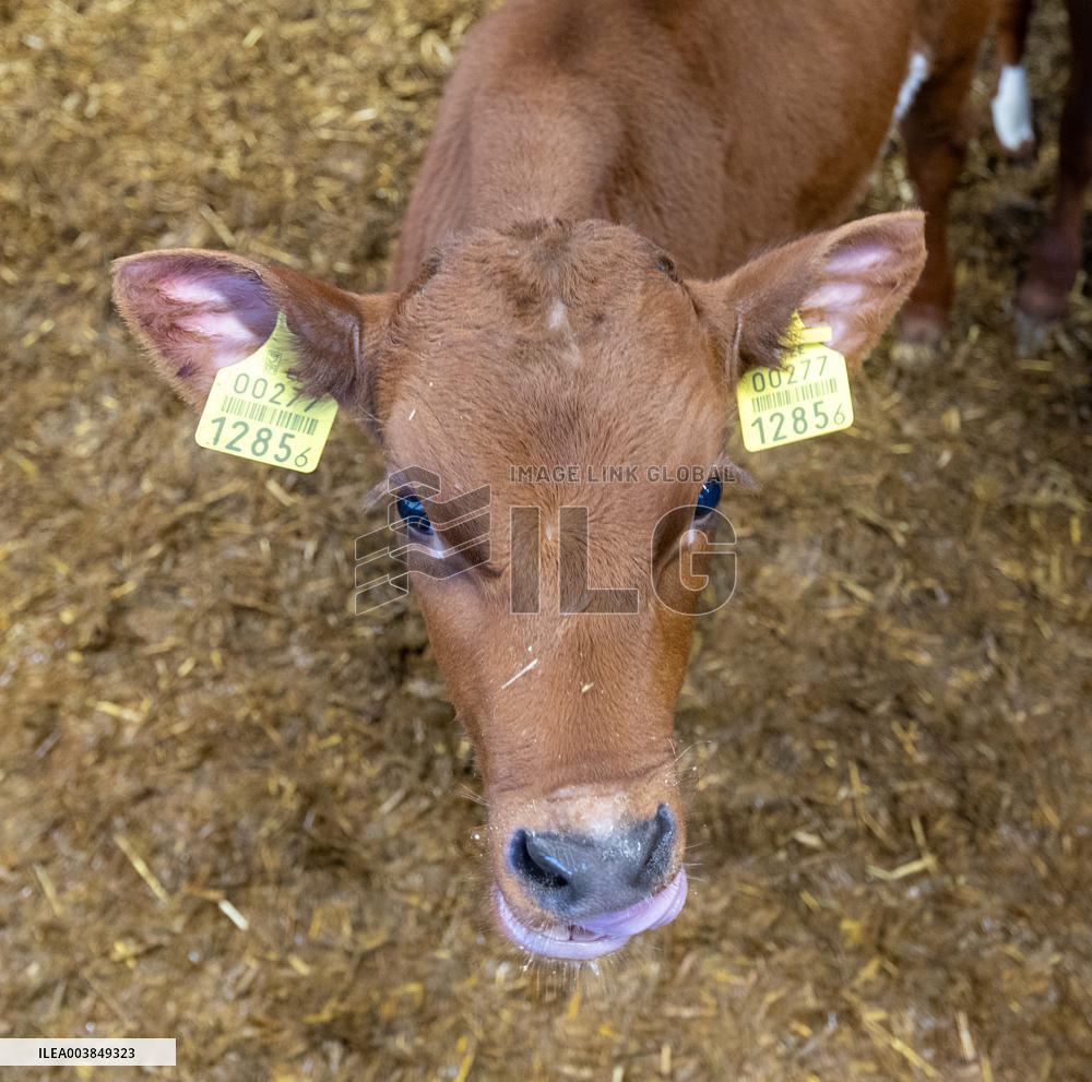 Calf barn