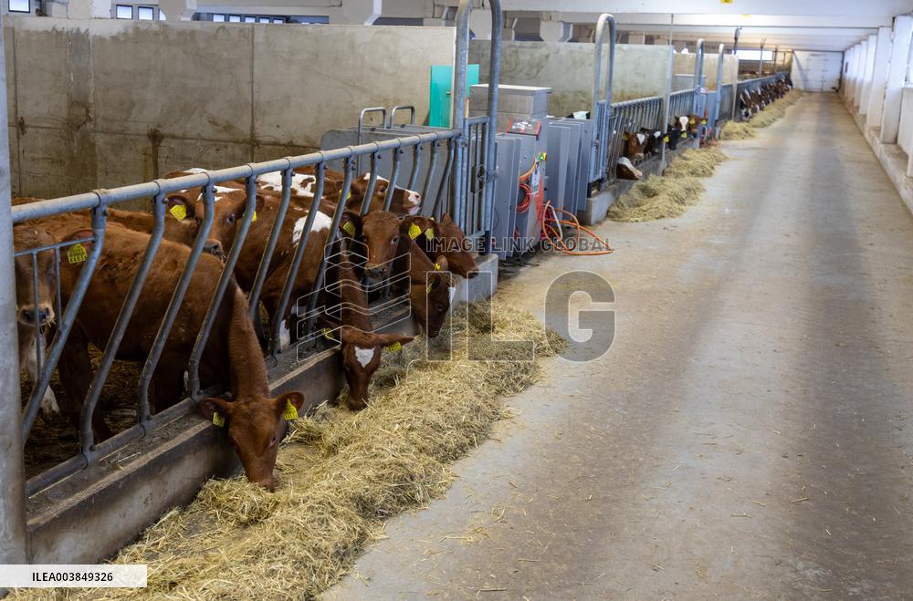 Calf barn