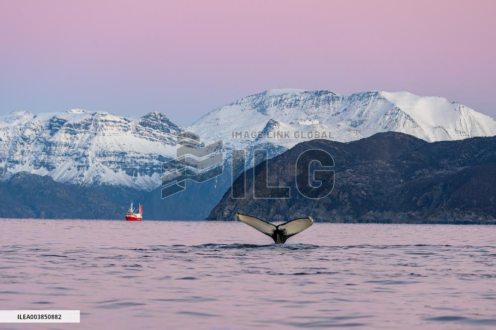 Orcas - Norway