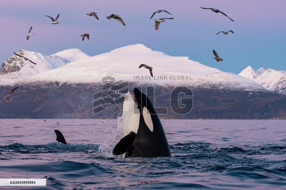 Orcas - Norway