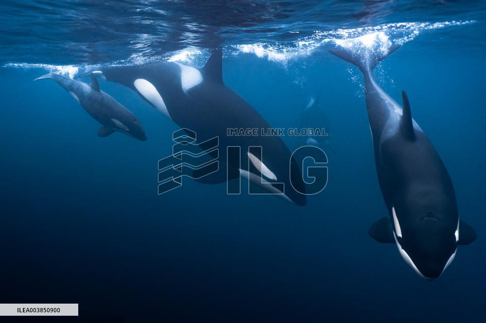 Orcas - Norway