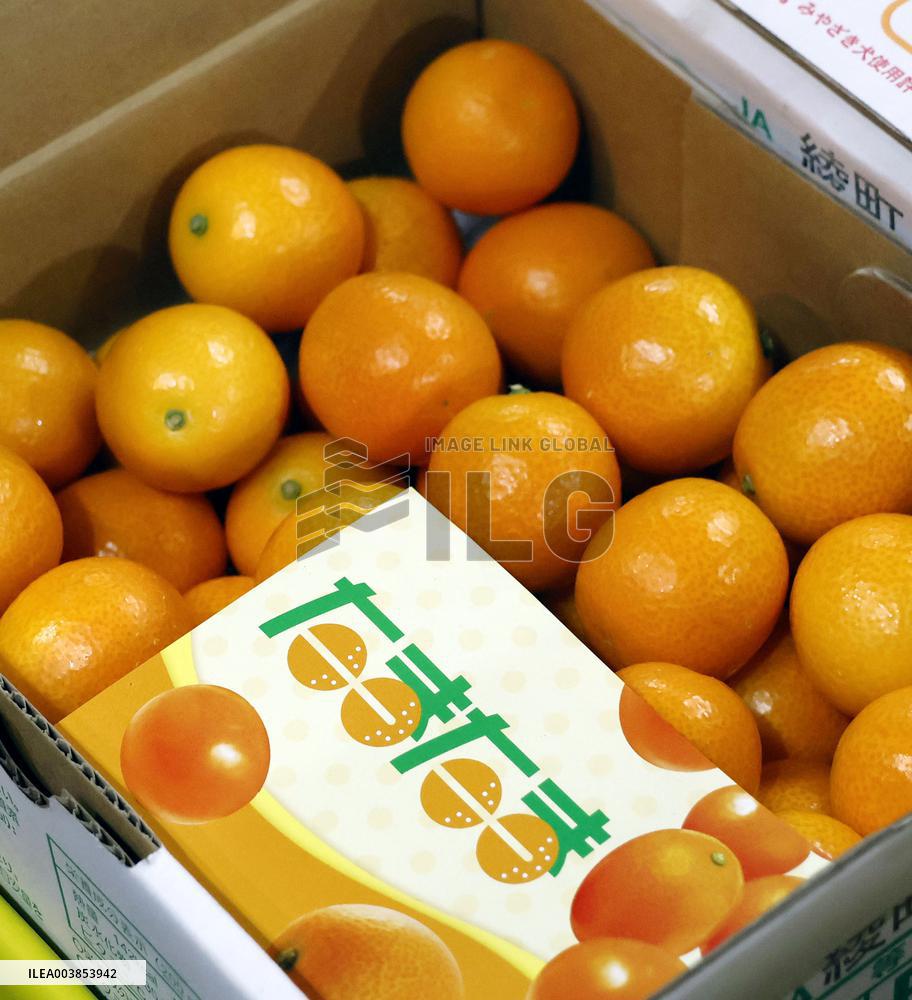 Kumquat auction in Japan