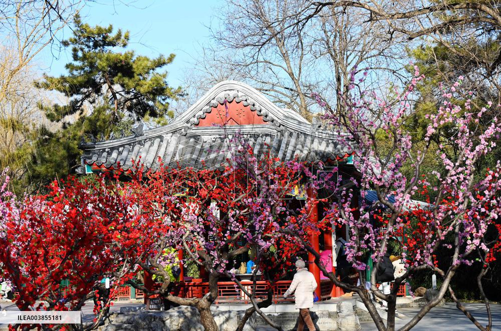 Upcoming Spring Festival