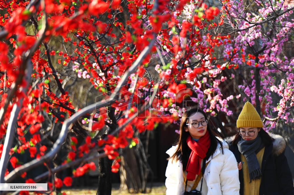Upcoming Spring Festival