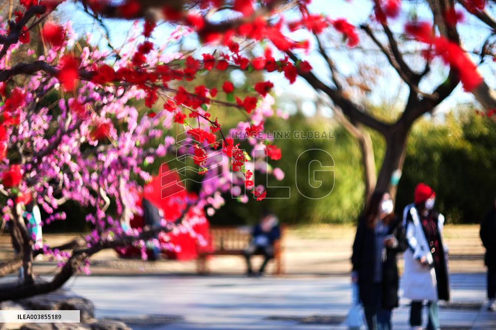 Upcoming Spring Festival
