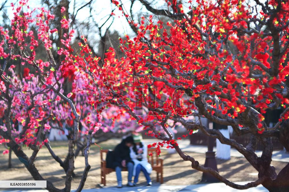 Upcoming Spring Festival