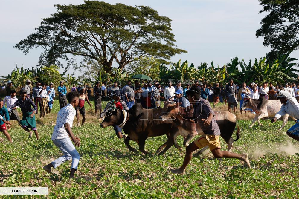 Traditional Bull-Taming Festival - Myanmar