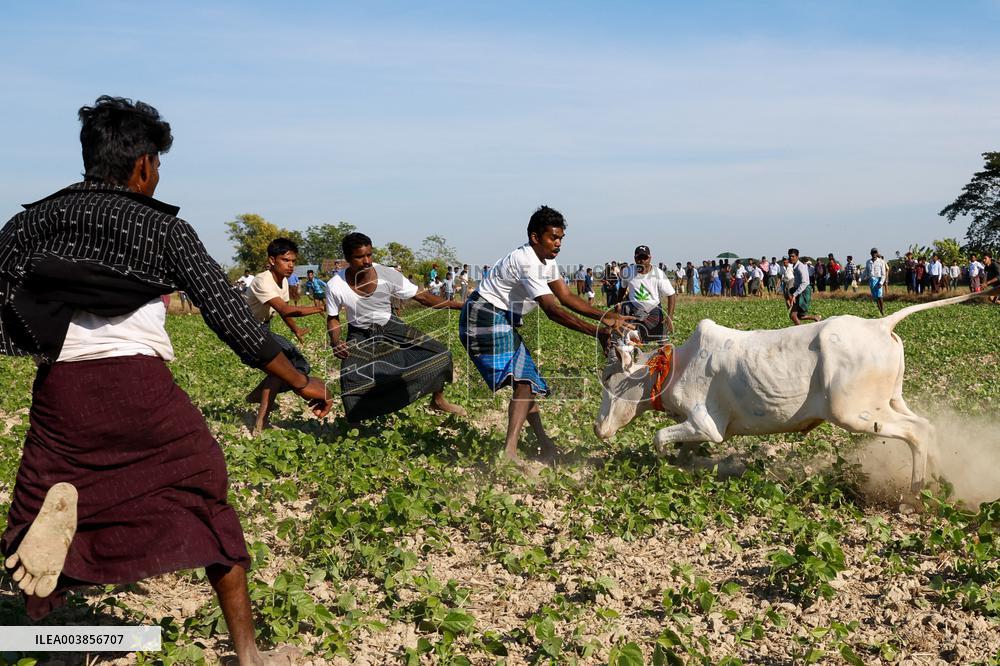 Traditional Bull-Taming Festival - Myanmar