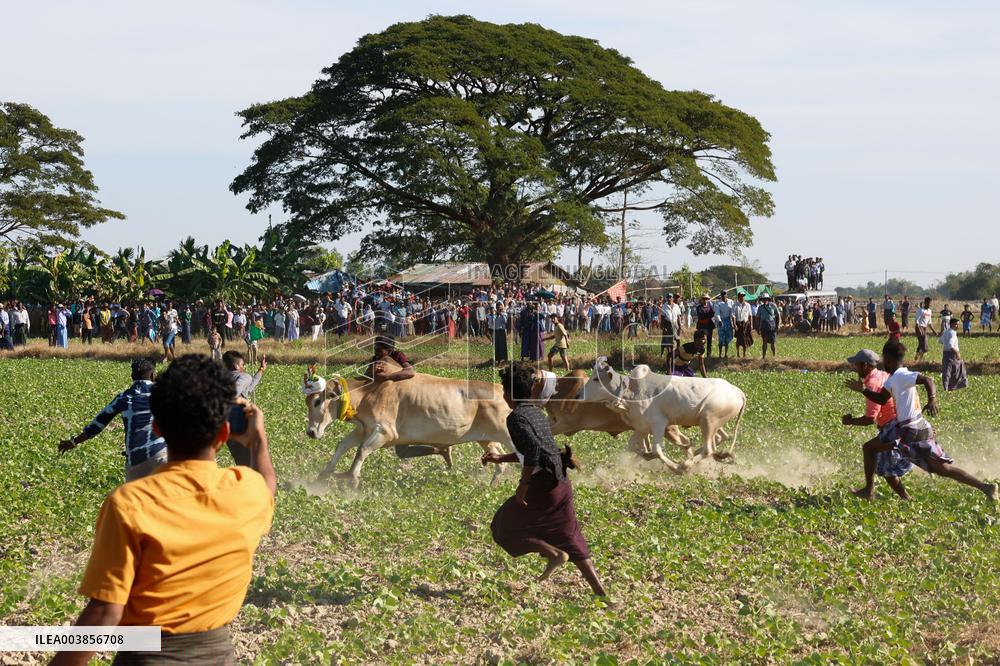 Traditional Bull-Taming Festival - Myanmar