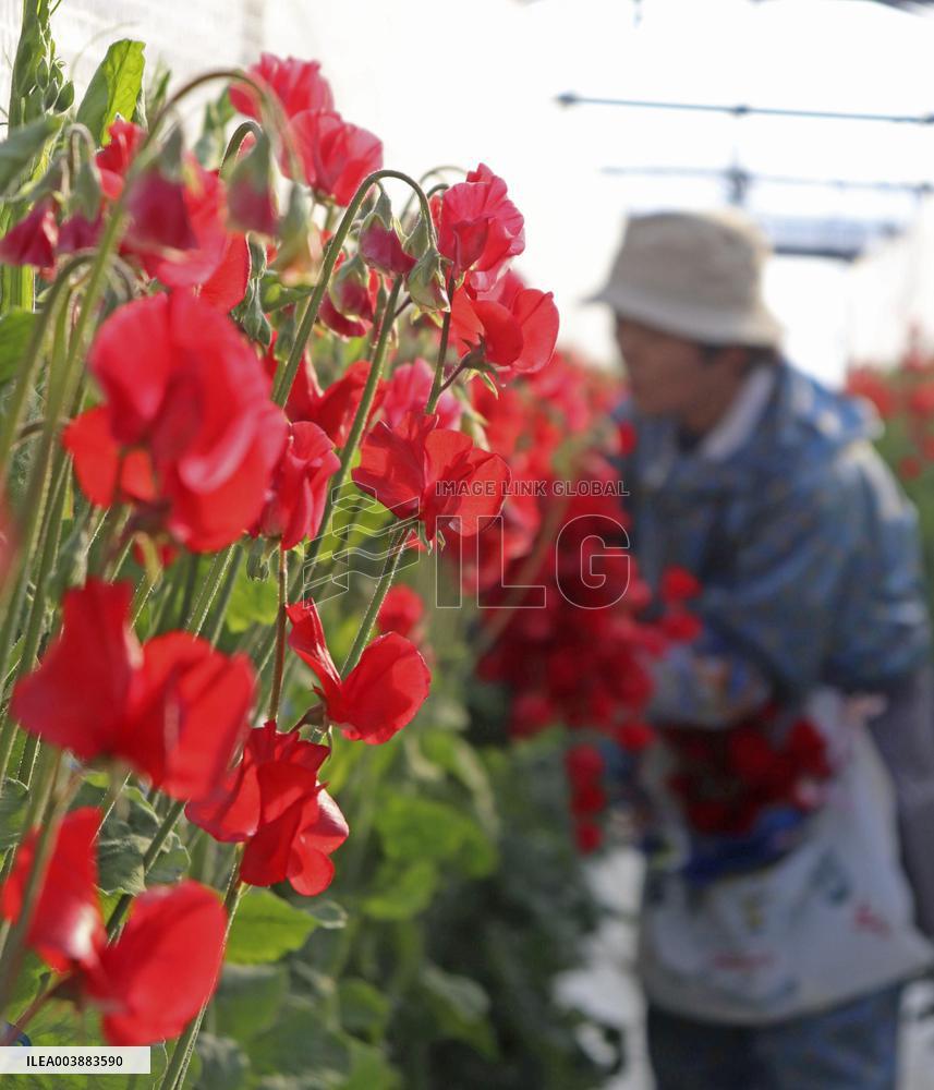 Shipment of sweet peas in southwestern Japan