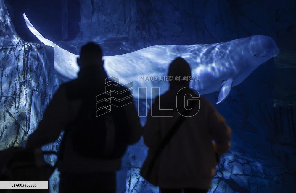 Oceanografic De Valencia Presents The Union Of The Beluga Whales Of Ukraine And Valencia