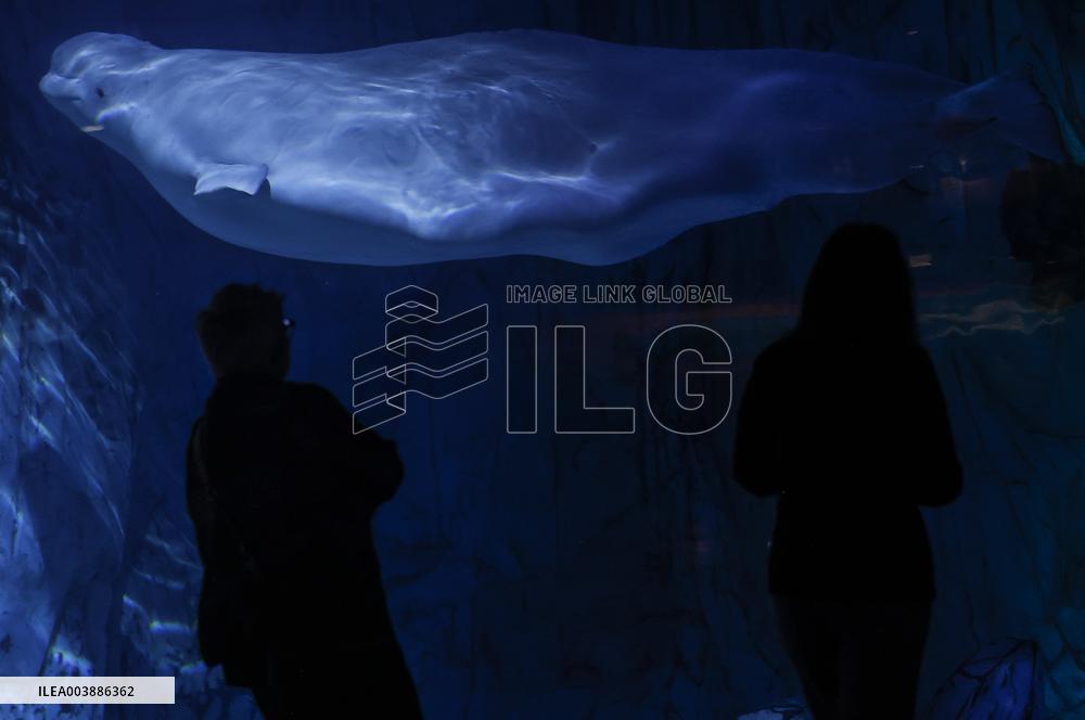 Oceanografic De Valencia Presents The Union Of The Beluga Whales Of Ukraine And Valencia