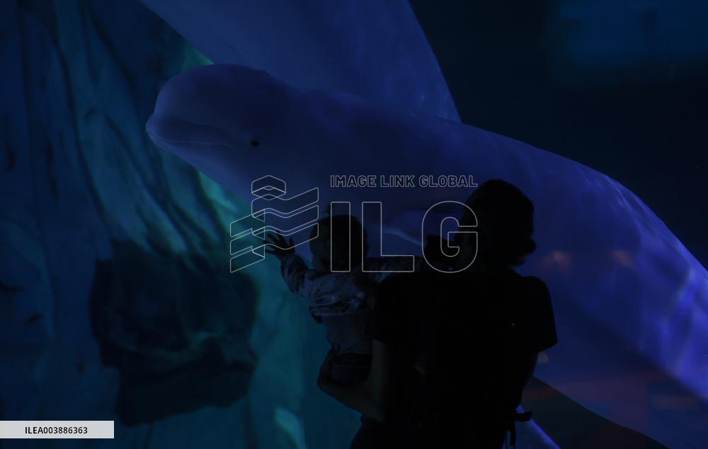 Oceanografic De Valencia Presents The Union Of The Beluga Whales Of Ukraine And Valencia