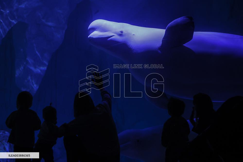Oceanografic De Valencia Presents The Union Of The Beluga Whales Of Ukraine And Valencia