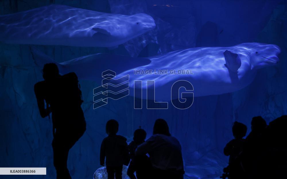 Oceanografic De Valencia Presents The Union Of The Beluga Whales Of Ukraine And Valencia