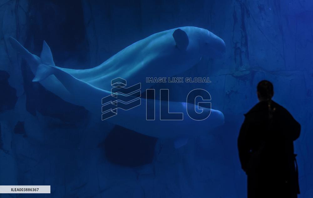 Oceanografic De Valencia Presents The Union Of The Beluga Whales Of Ukraine And Valencia
