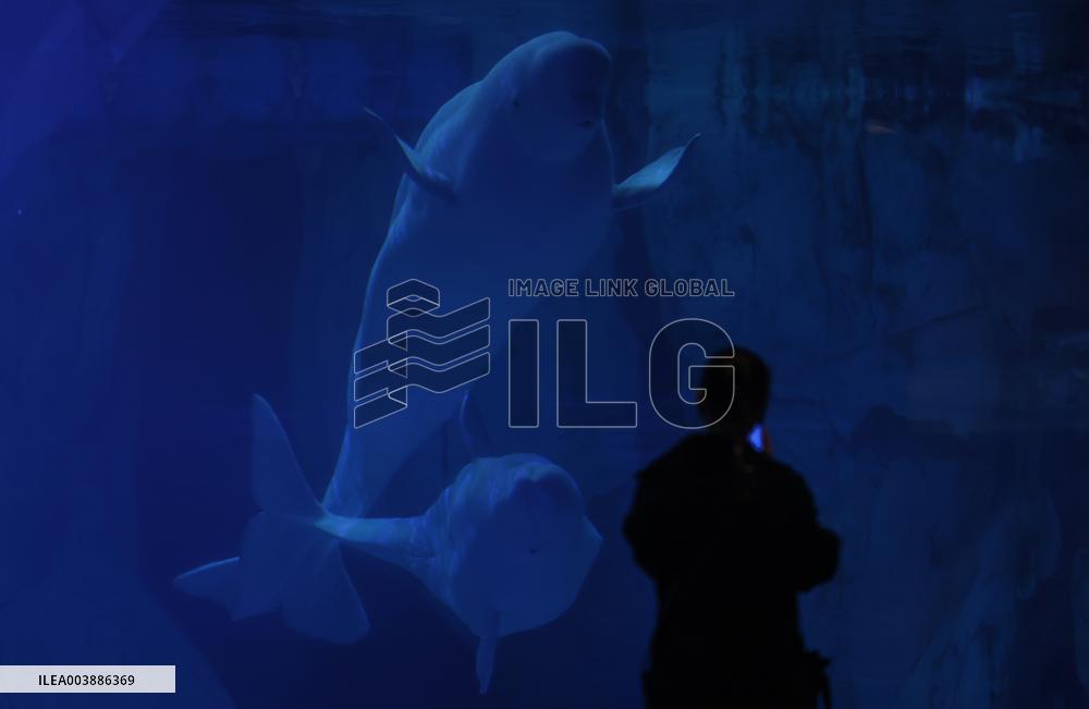 Oceanografic De Valencia Presents The Union Of The Beluga Whales Of Ukraine And Valencia