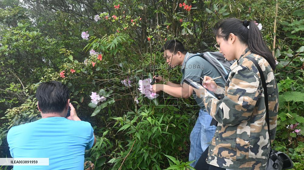 New Rhododendron Species Discovered in South China