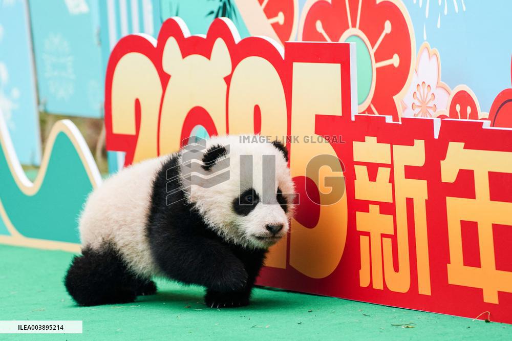 Giant Panda Cubs Presented for Spring Festival - China
