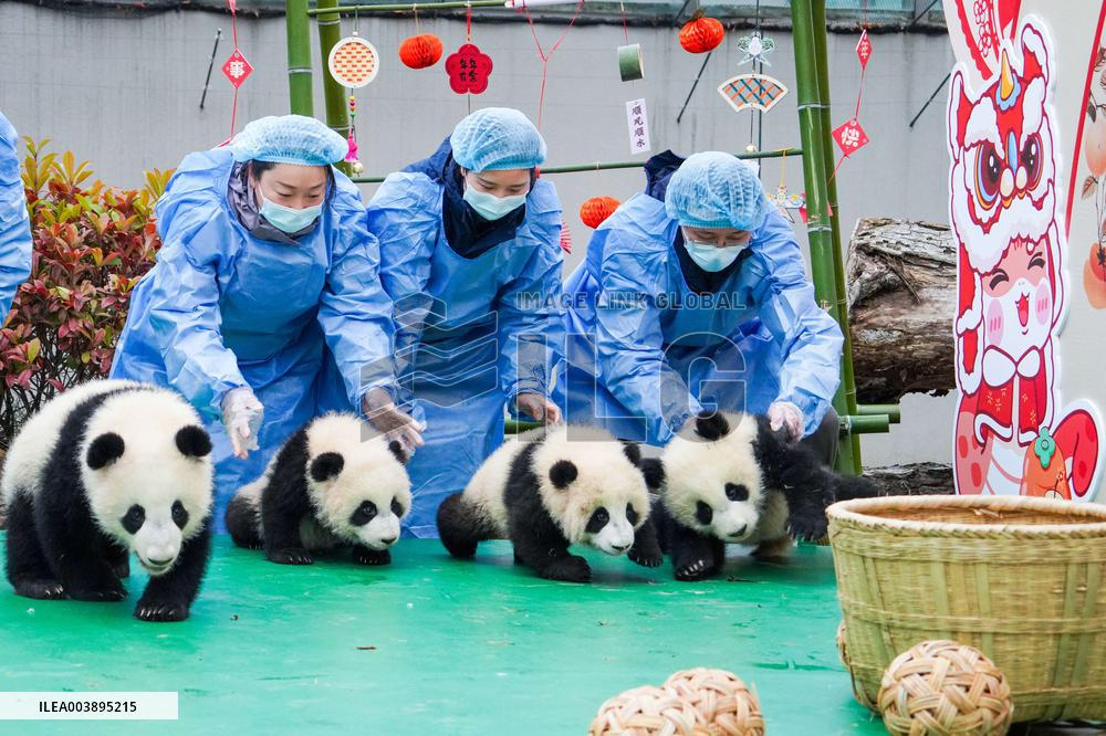 Giant Panda Cubs Presented for Spring Festival - China
