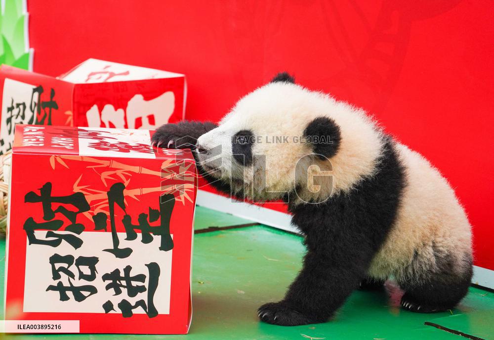 Giant Panda Cubs Presented for Spring Festival - China
